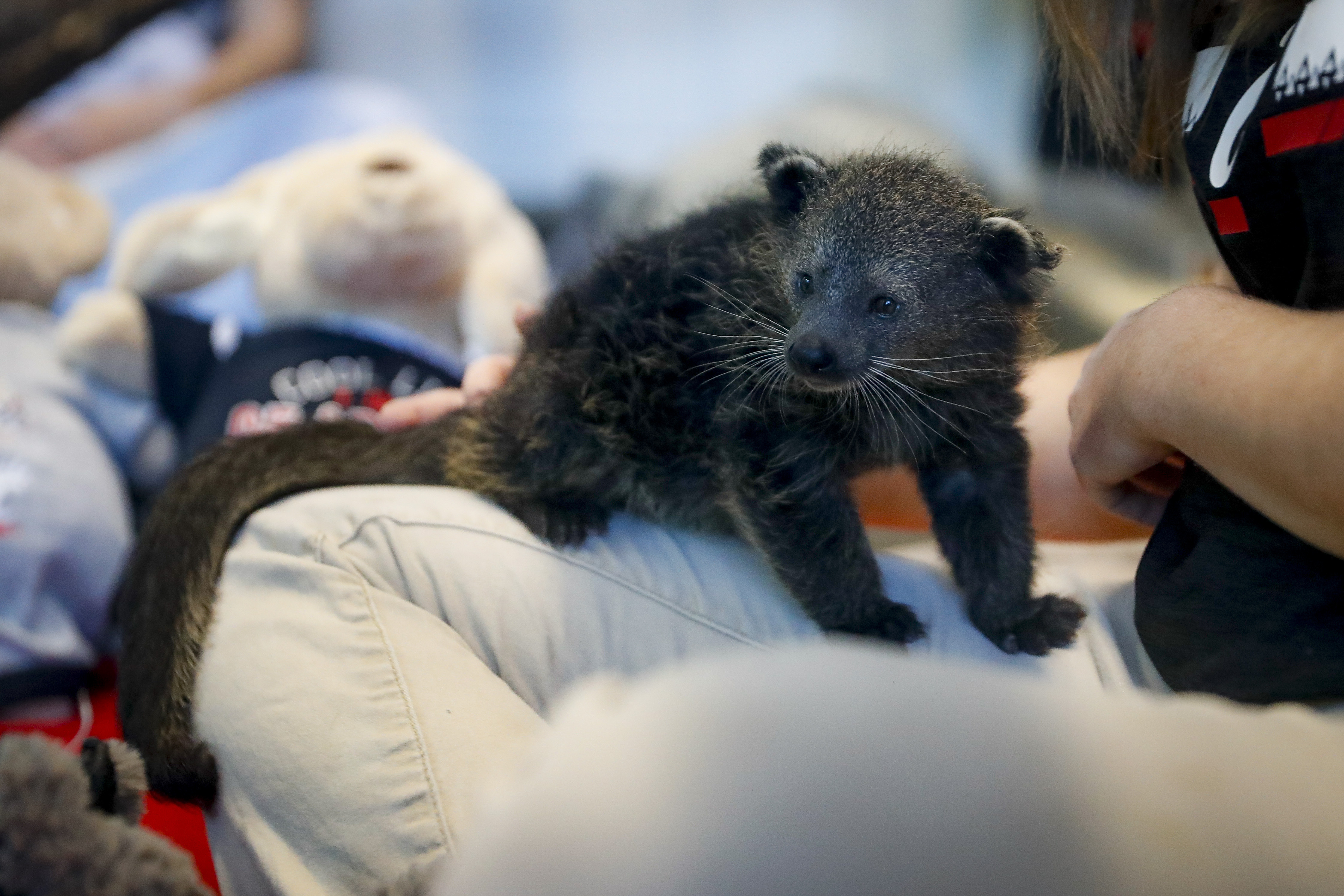 The Name Of The Cincinnati Zoo's Baby Bearcat Is | WVXU
