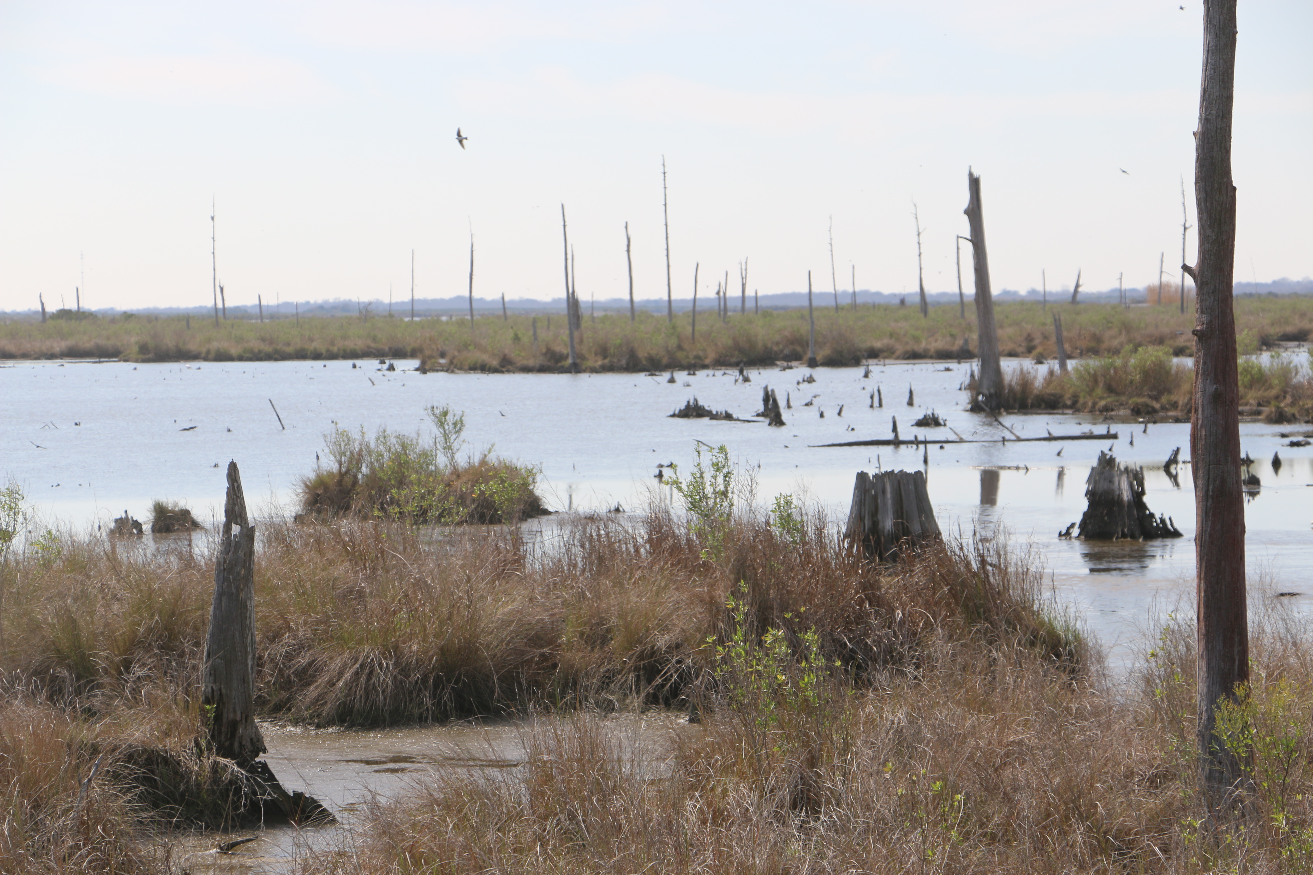 Hurricane Impacts on Coastal Wetlands: A Half-Century Record of  Storm-Generated Features from Southern Louisiana, image size:5472x3648