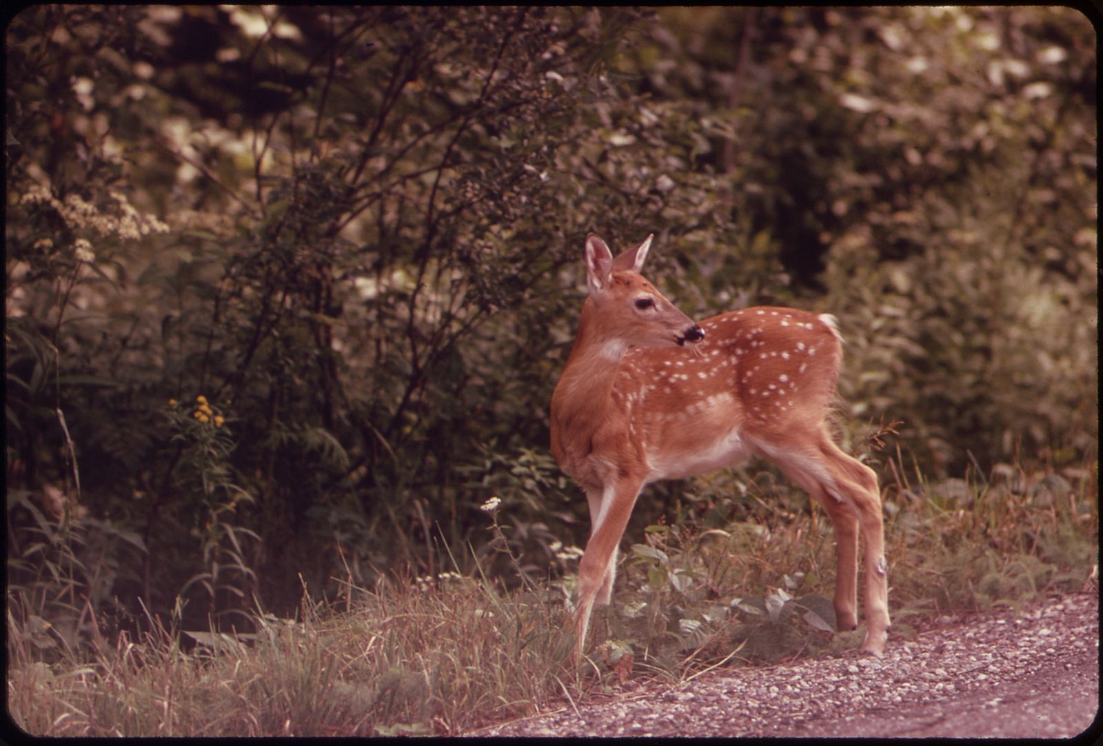 Tomahawk Wi Deer Hunting