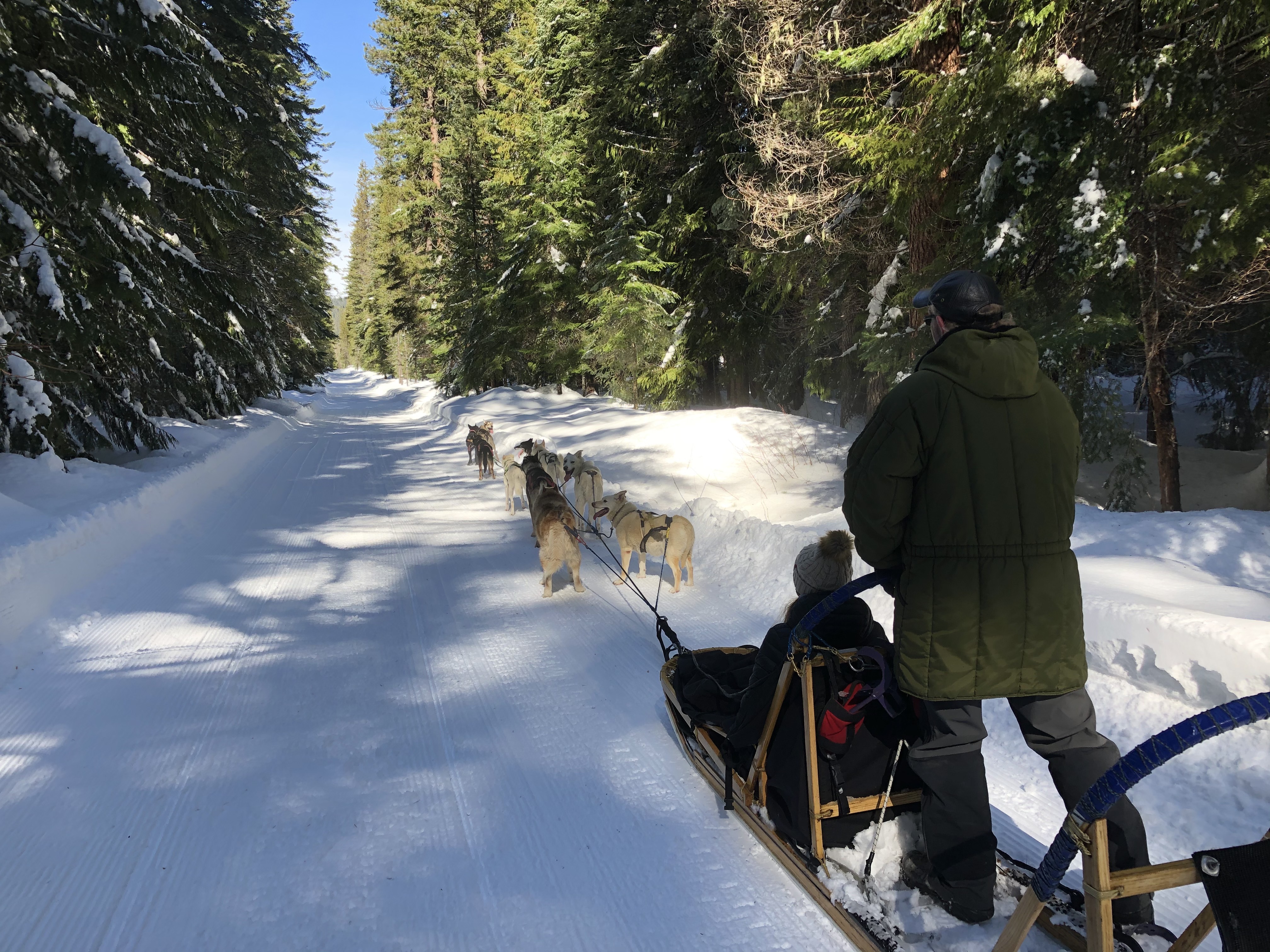 Sled dogs in demand in Washington state amid snow sports craze