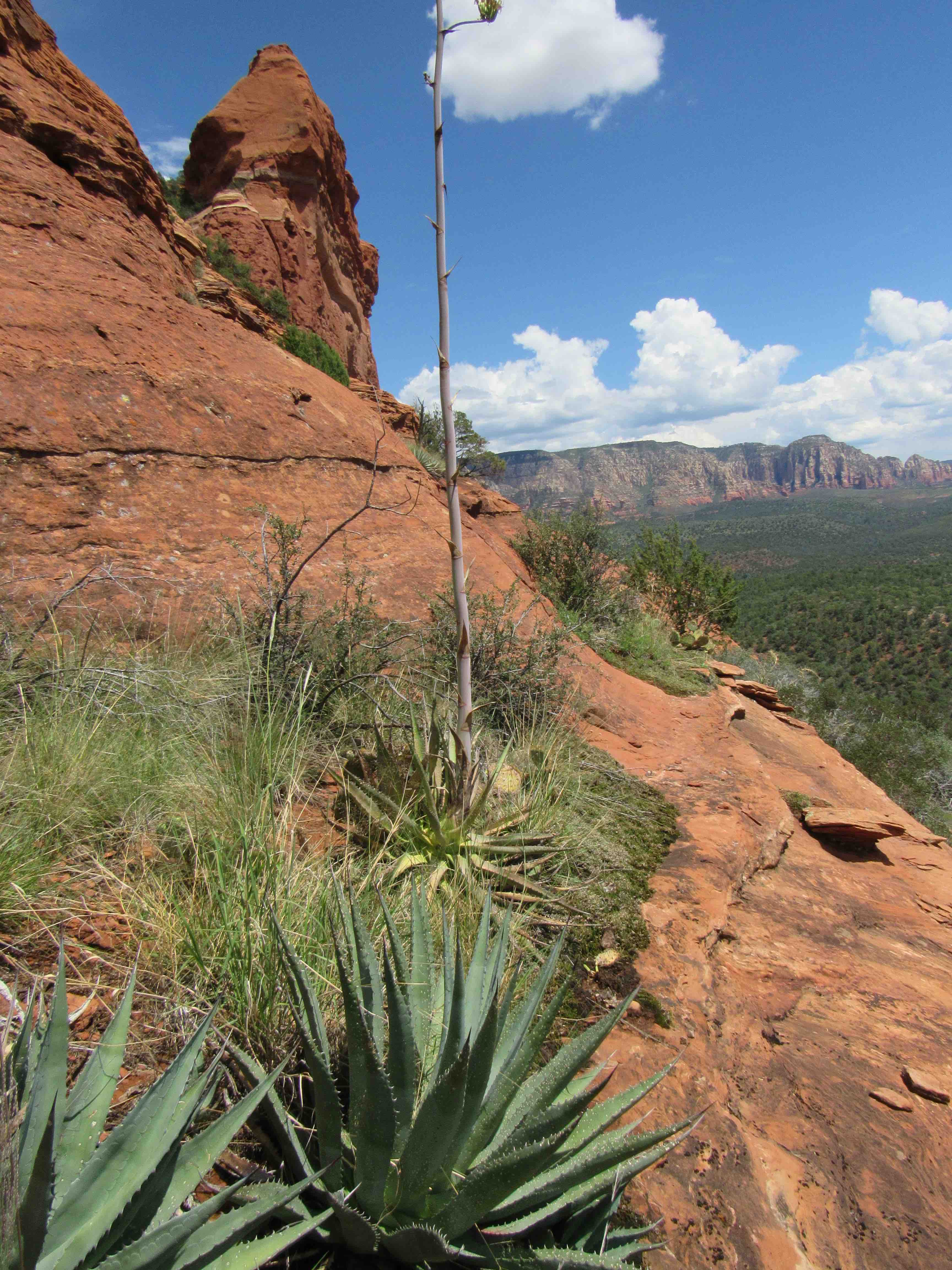 Lost Crops Rediscovered: Uncovering an Ancient History of Agave Farming |  Marfa Public Radio, radio for a wide range.