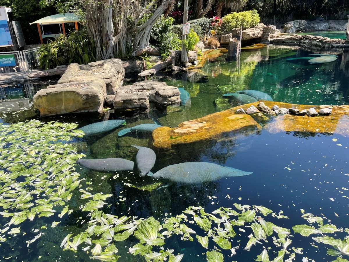 Rehabilitation facilities make room for more of Florida's ailing manatees - Vimarsana News