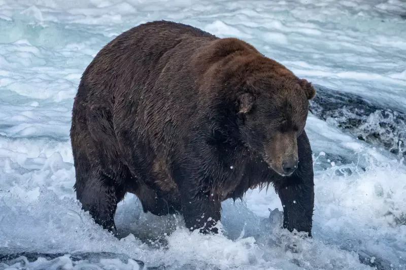 クマ After fat bear fraud, 747 again crowned chunky champion