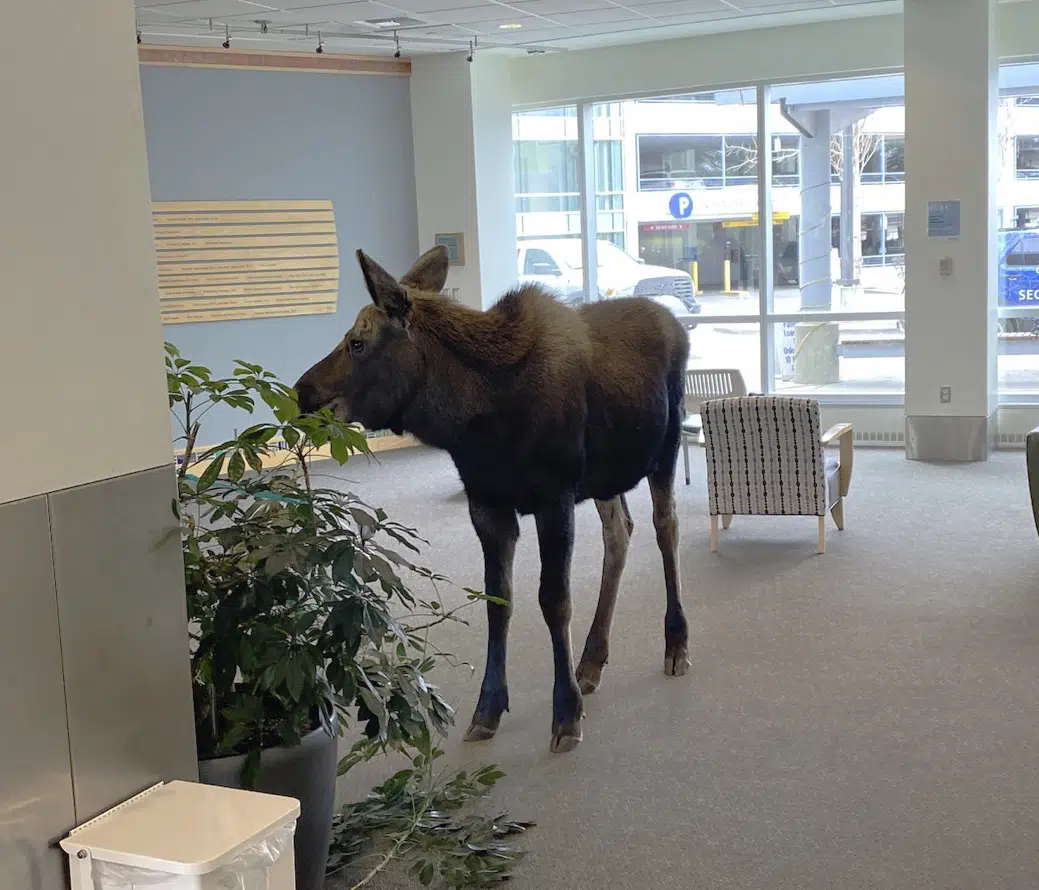 Wild Moose office
