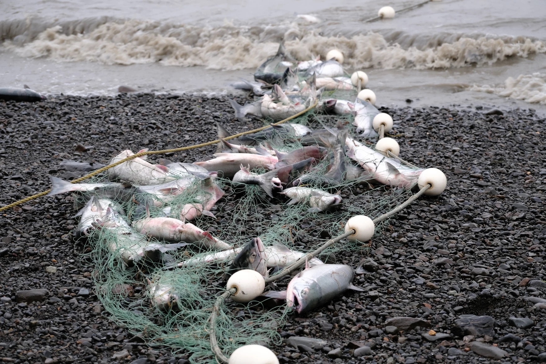 Full Of Fish Net Fishing On Shore 108.000+ Fishnet Stockfoto's,