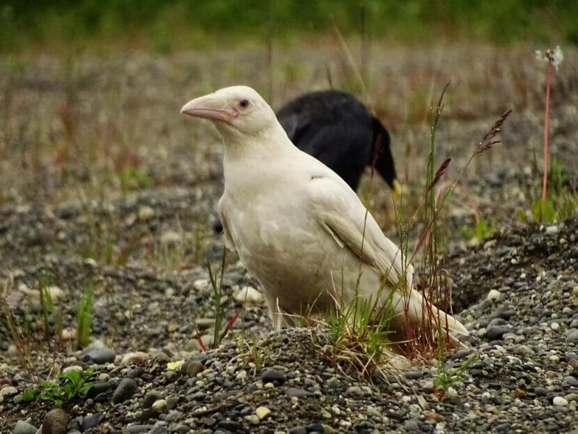 A white raven has appeared on the Kenai Peninsula
