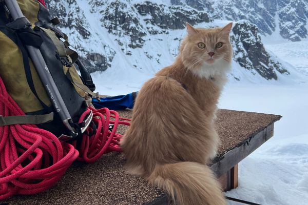 Outdoor Explorer: Petra the Adventure Cat