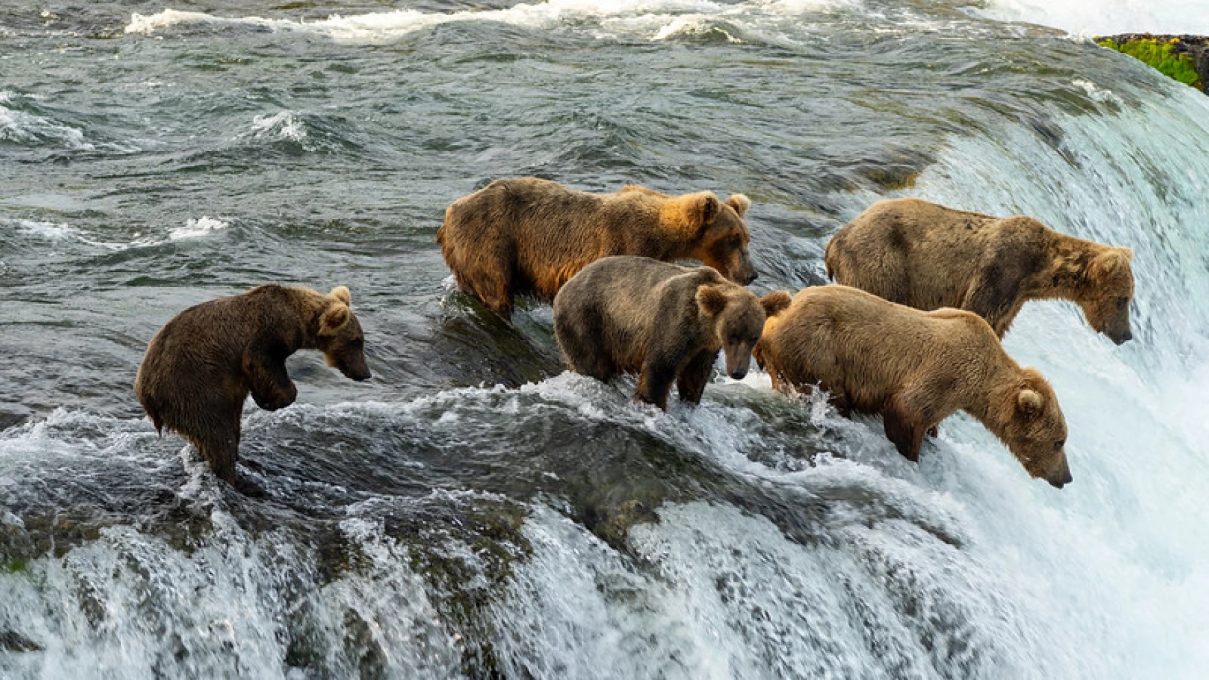 The Hungry Games' offers viewers another helping of Katmai National Park  fat bears, image size:1760x990